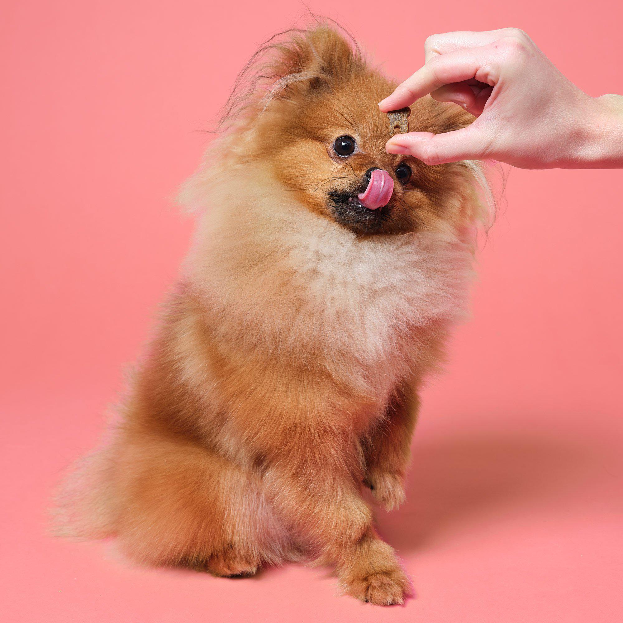 treats-for-dental-health-in-dogs