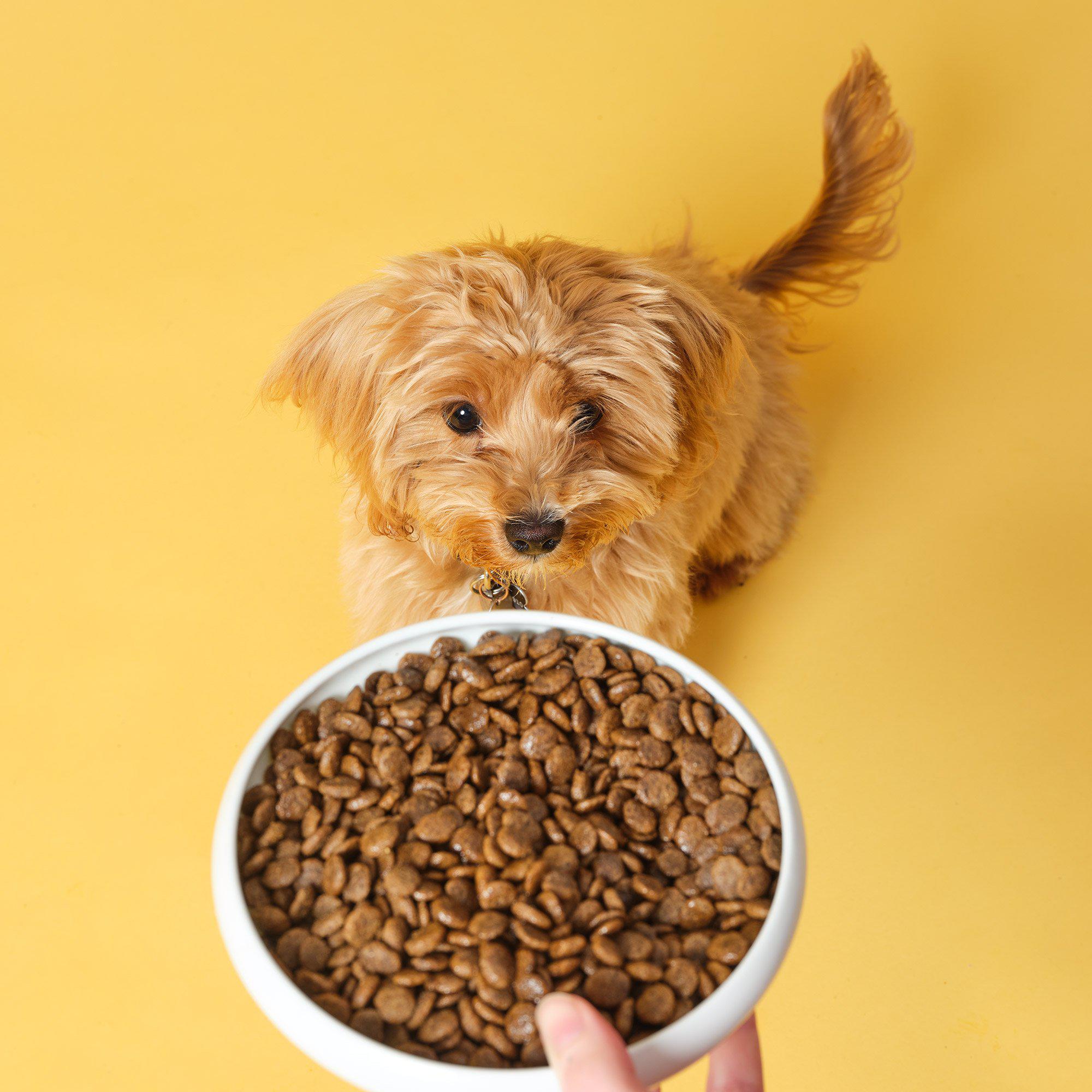 complete-dry-small-superfood-dor-dogs