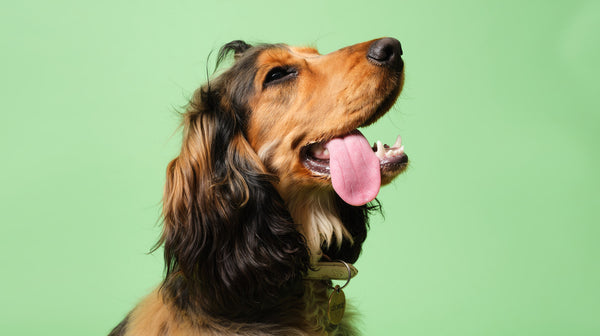 Are Christmas trees poisonous to dogs?-Image 2