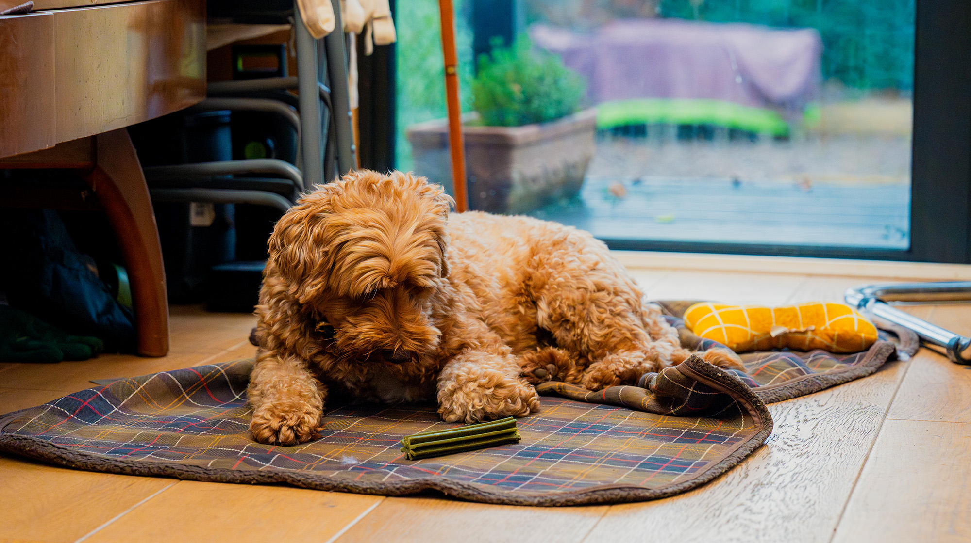A brown Cockapoo lies on a tartan blanket looking at a Pooch & Mutt dental stick.