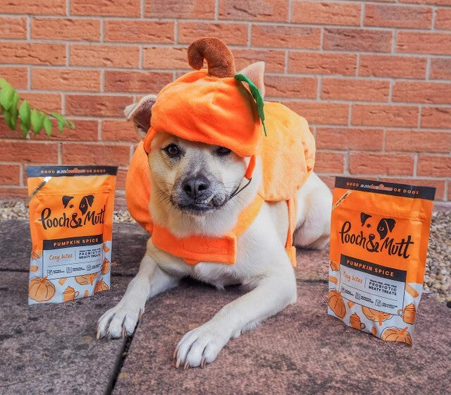 How to keep your dog safe this Halloween-Image 4