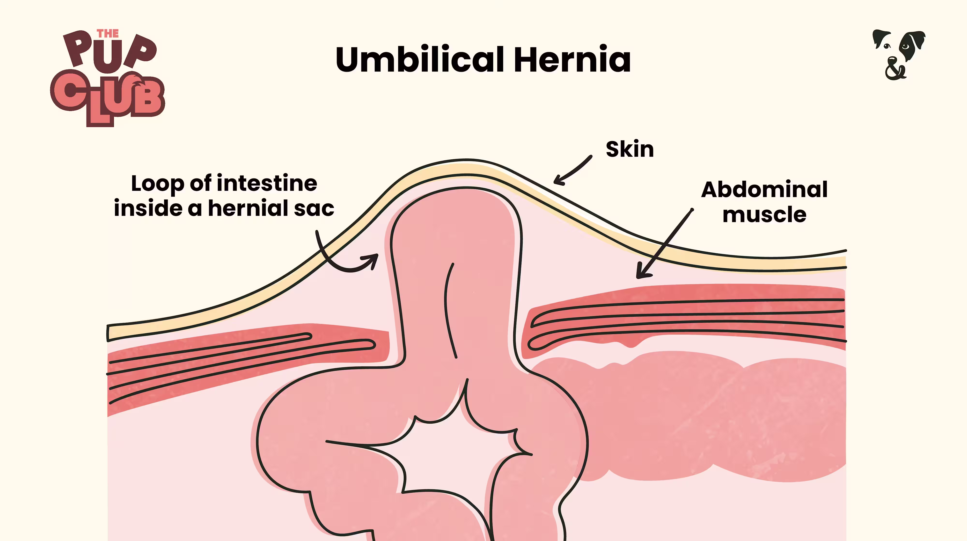 Puppy umbilical hernias: The signs, risks and treatment options-Image 1