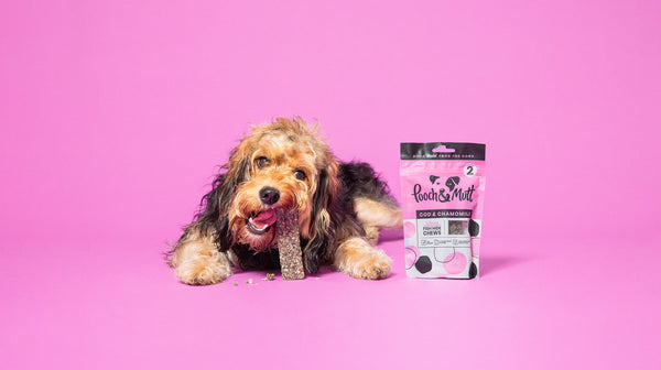 How to prepare your dog for back-to school time-Image 1