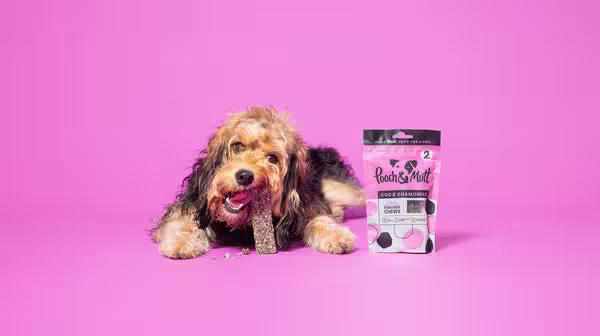 How to prepare your dog for back-to school time-Image 1