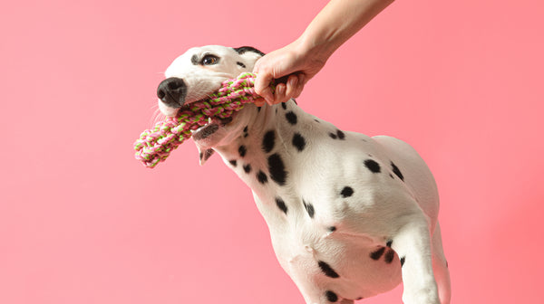 The costs of owning a puppy-Image 2