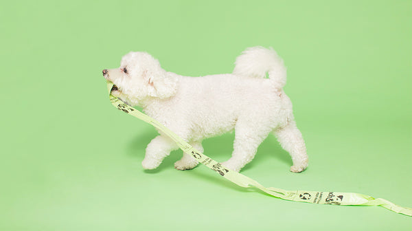 white dog pulling along roll of poo bags on a green background