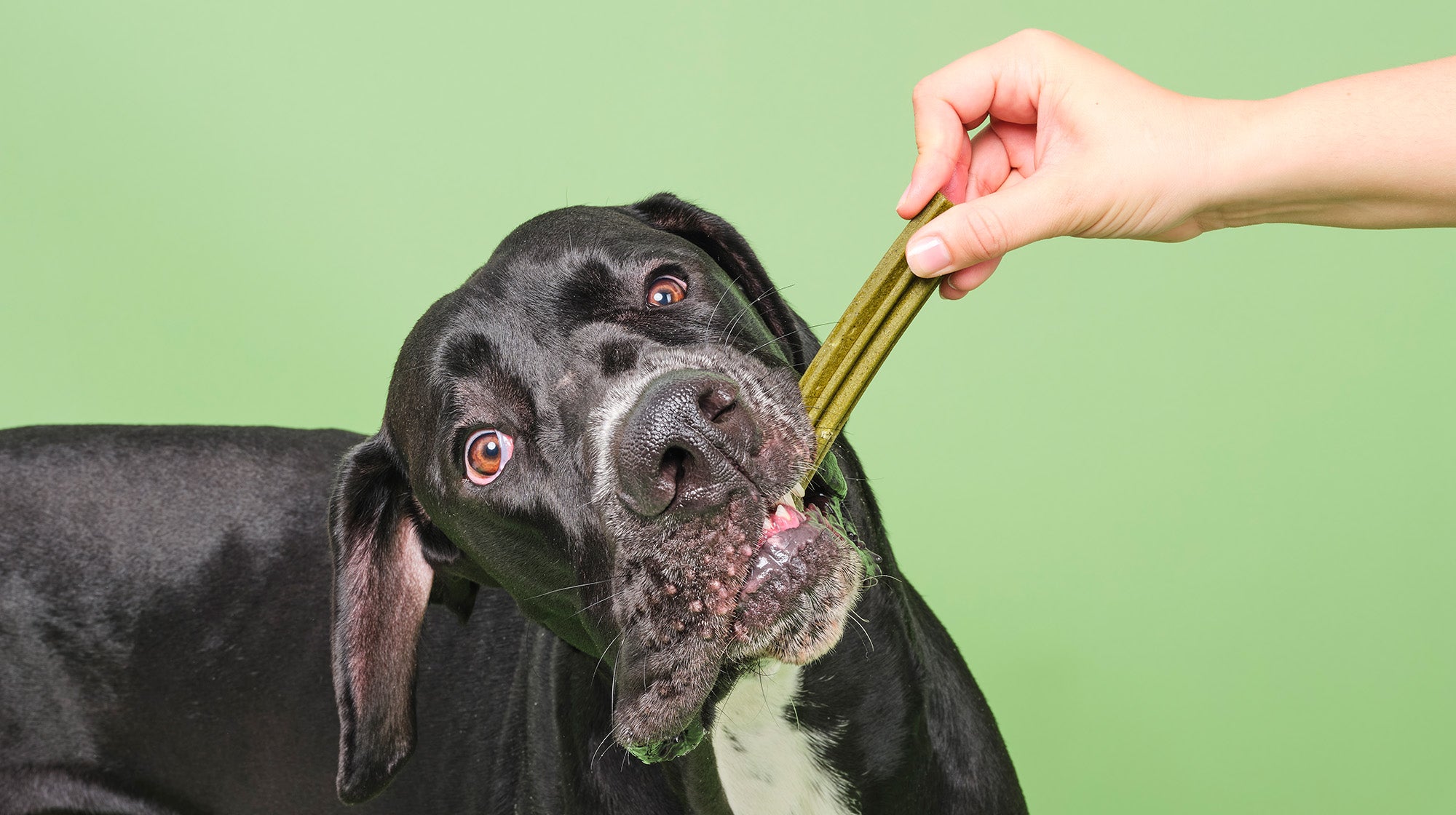 How to clean your dog’s teeth-Image 3
