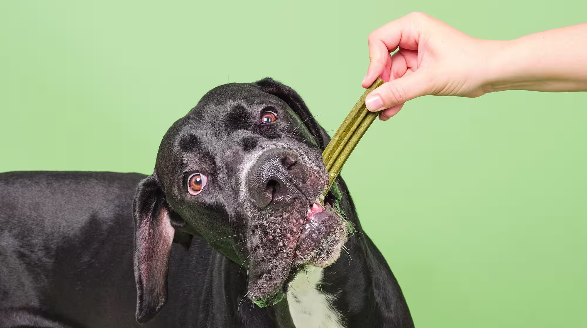 How to clean your dog’s teeth-Image 3