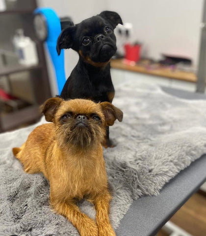 How to groom your dog at home-Image 5