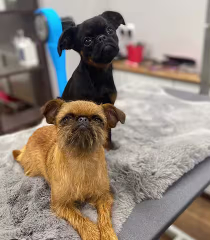 How to groom your dog at home-Image 5