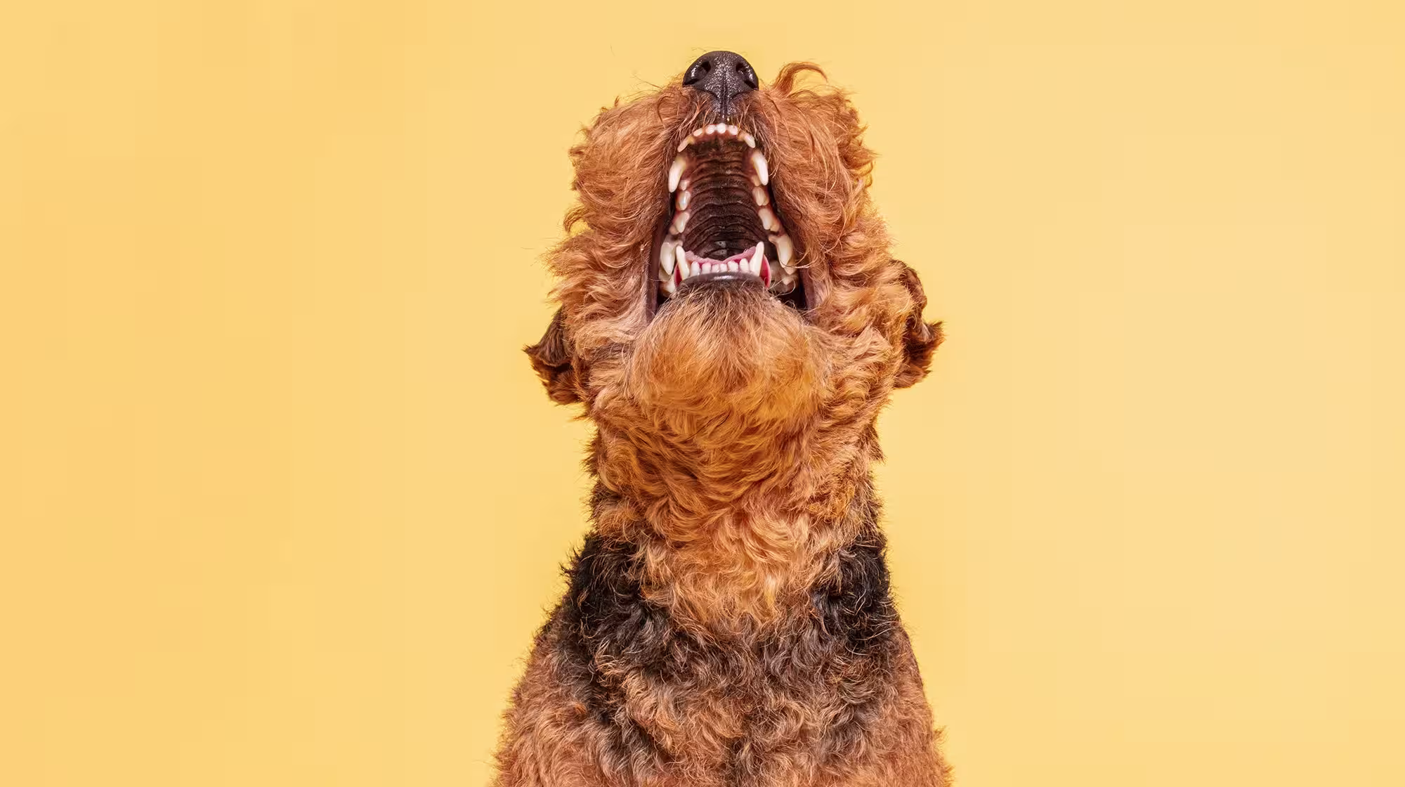 How to soften dog tartar and remove plaque - without a vet-Image 1