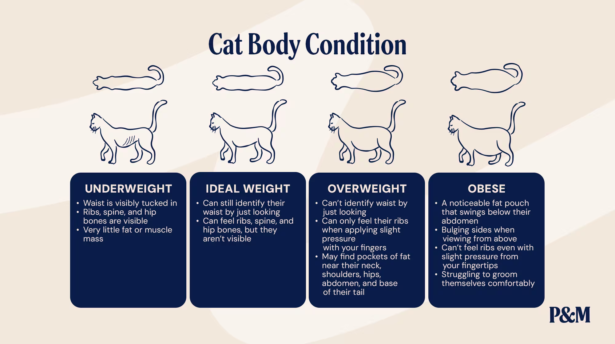 P&M CAT BODY CONDITION - WHATS A HEALTHY WEIGHT FOR A CAT