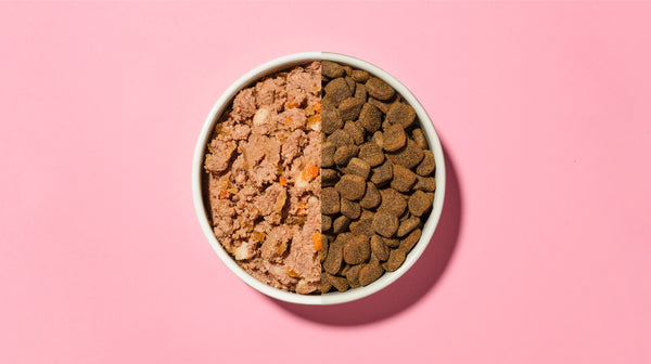 Wet dog food vs dry dog food: What’s best?-Image 4