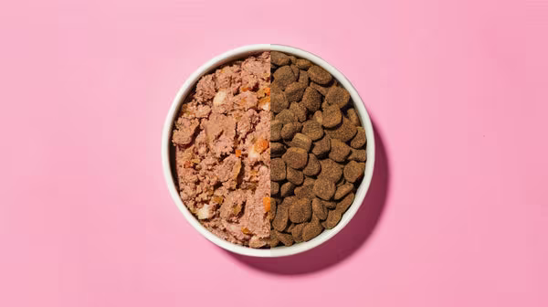 Wet dog food vs dry dog food: What’s best?-Image 4