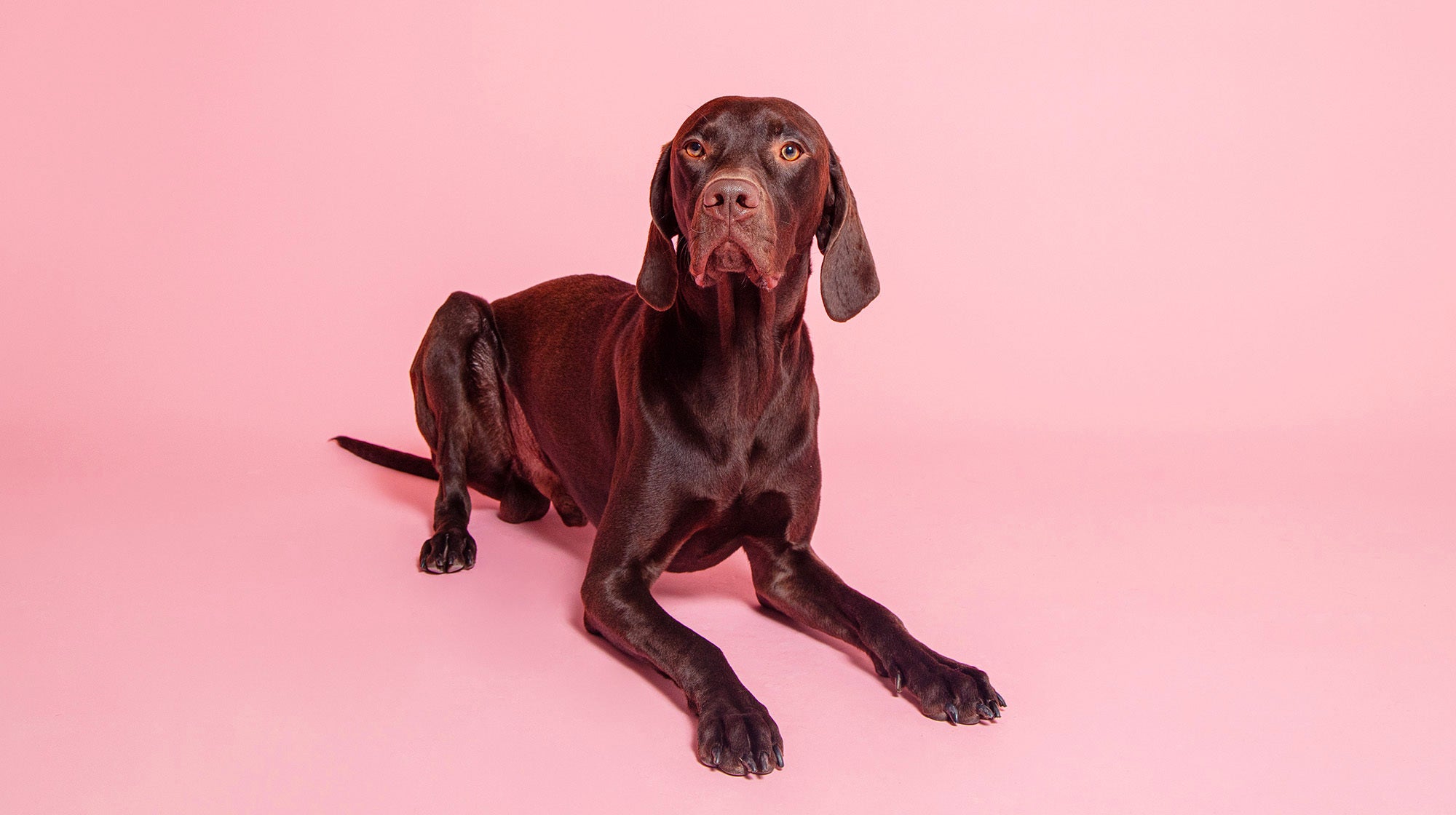 Chocolate poisoning in dogs:  What to do if your dog eats chocolate-Image 1