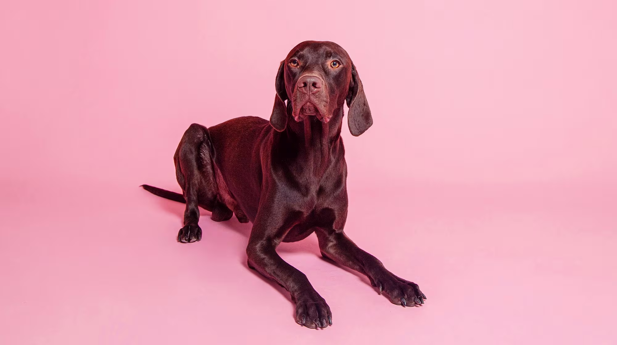 Chocolate poisoning in dogs: What to do if your dog eats chocolate-Image 1