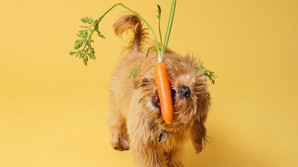 Should you feed your dog human food?-Image 2