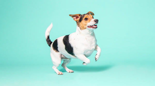 A tri-coloured Jack Russell dog against an aqua blue background