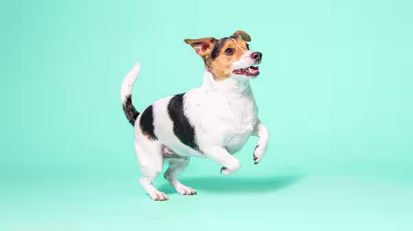 A tri-coloured Jack Russell dog against an aqua blue background