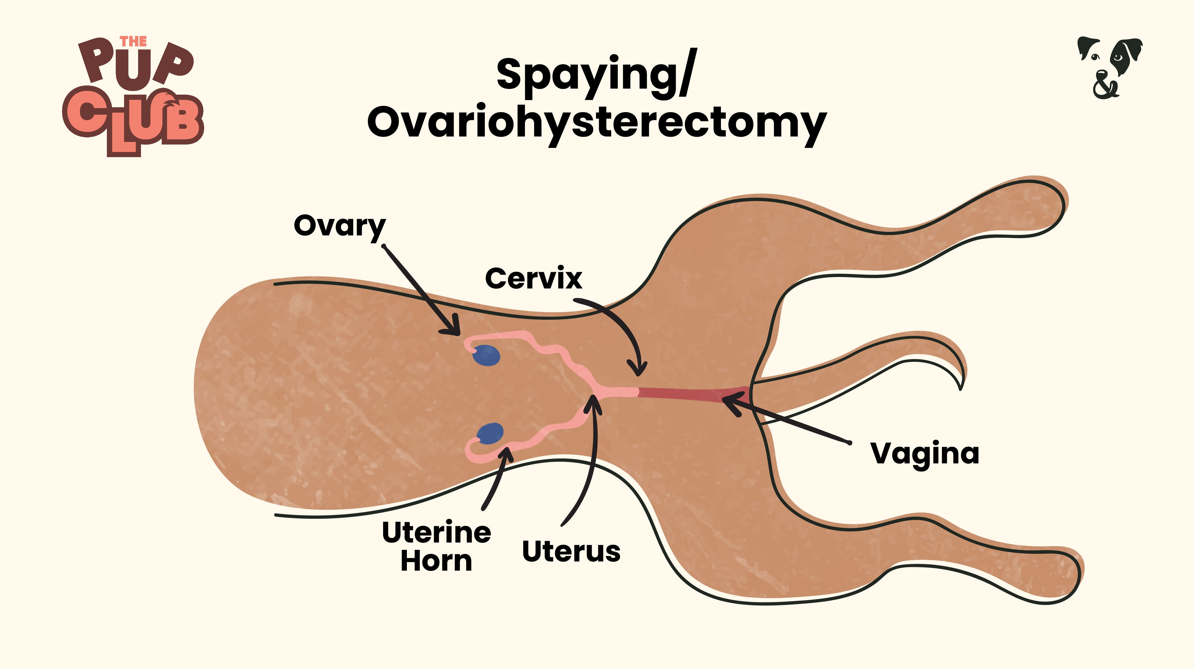 When can I get my puppy spayed?-Image 1