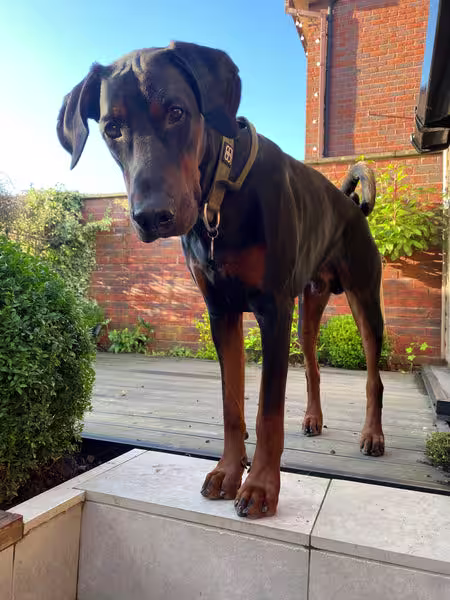 Picture of a Doberman dog