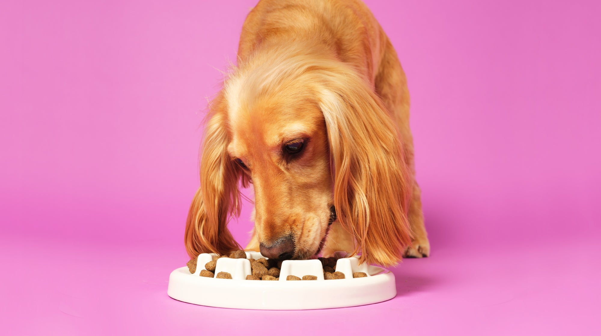 Is sniffing good for dogs?-Image 1