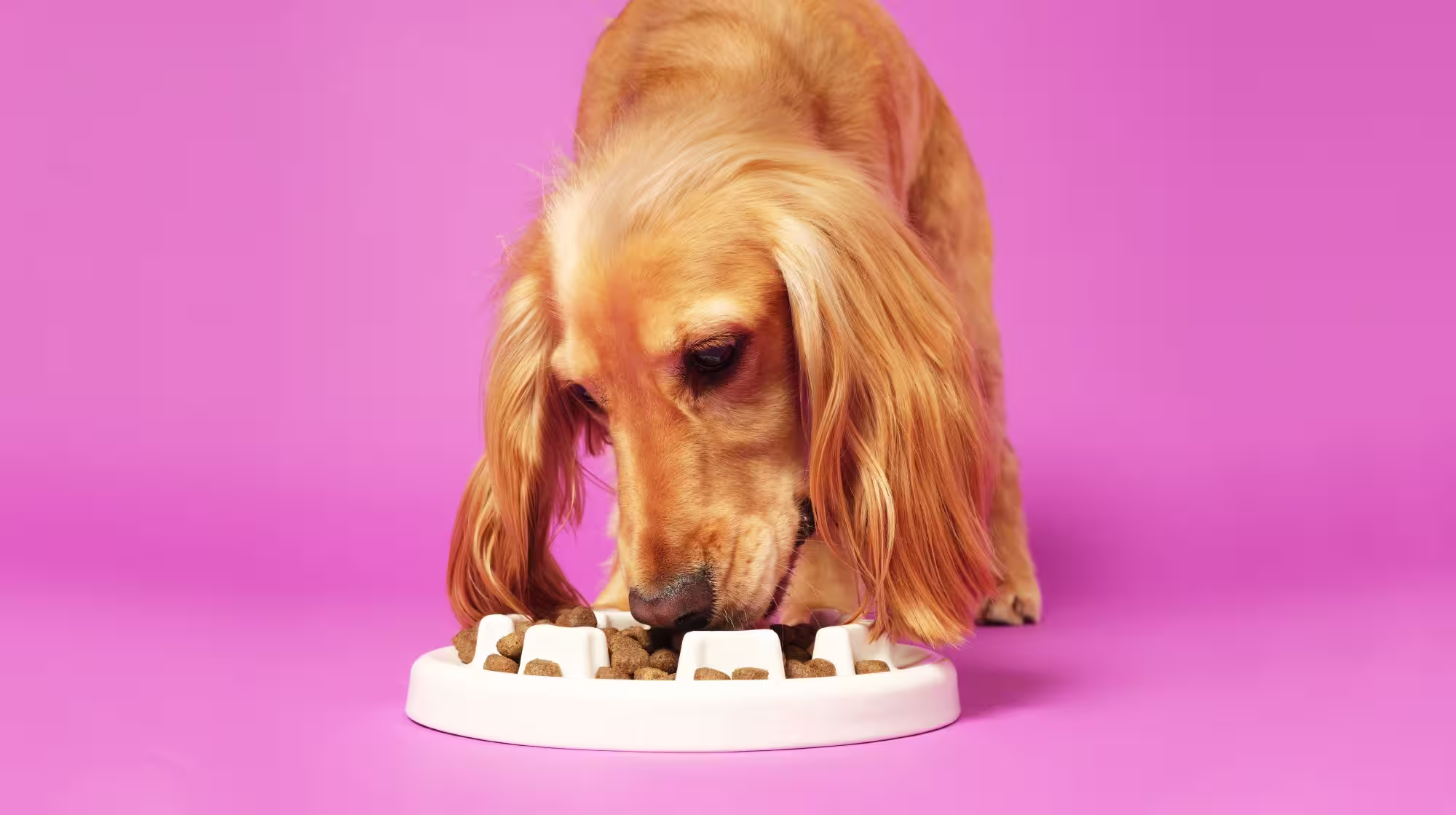 Is sniffing good for dogs?-Image 1