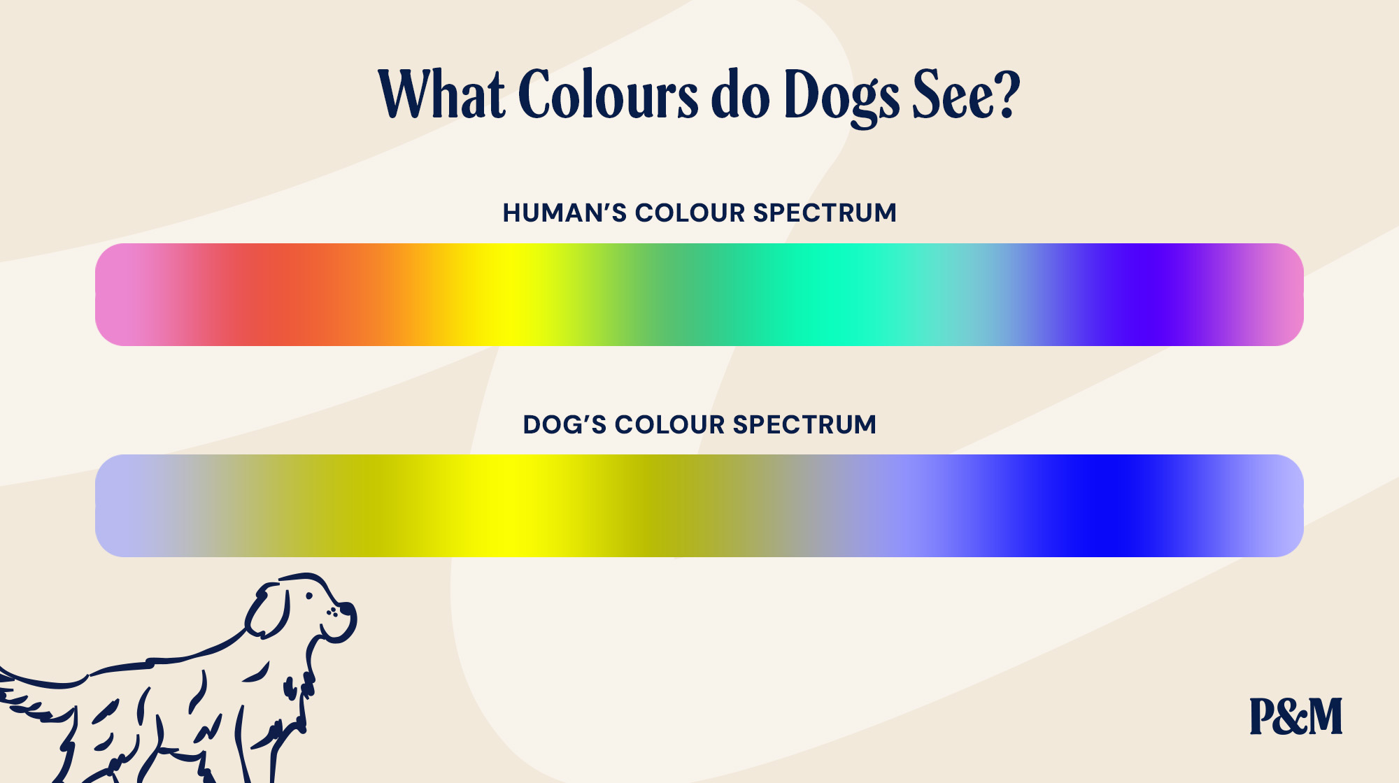 P&M BLOG WHAT COLOURS DO DOGS SEE INFOGRAPHIC 2