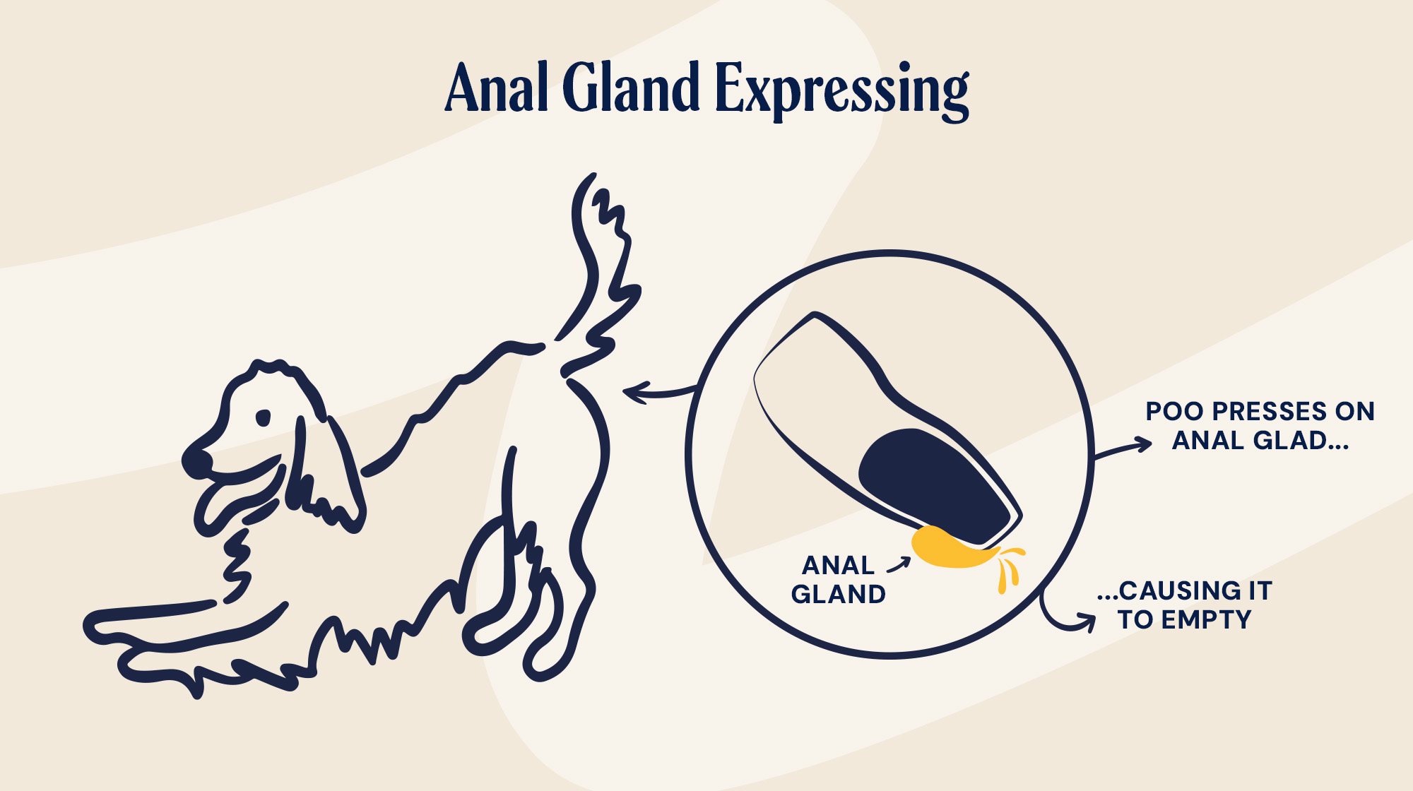 P&M BLOG INFOGRAPHIC BLOCKED ANAL GLAND 1