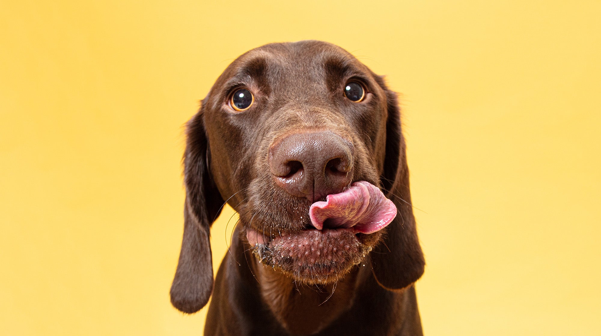 Feeding guidelines for your dog-Image 1