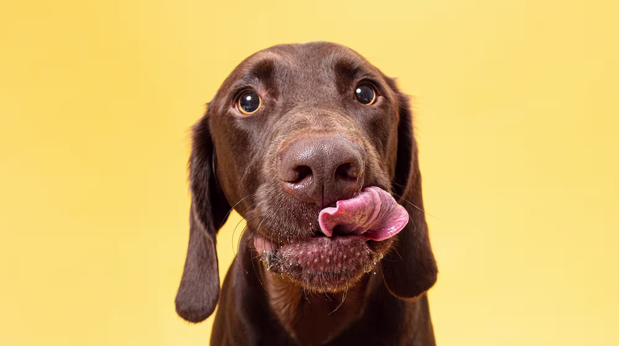 Feeding guidelines for your dog-Image 1