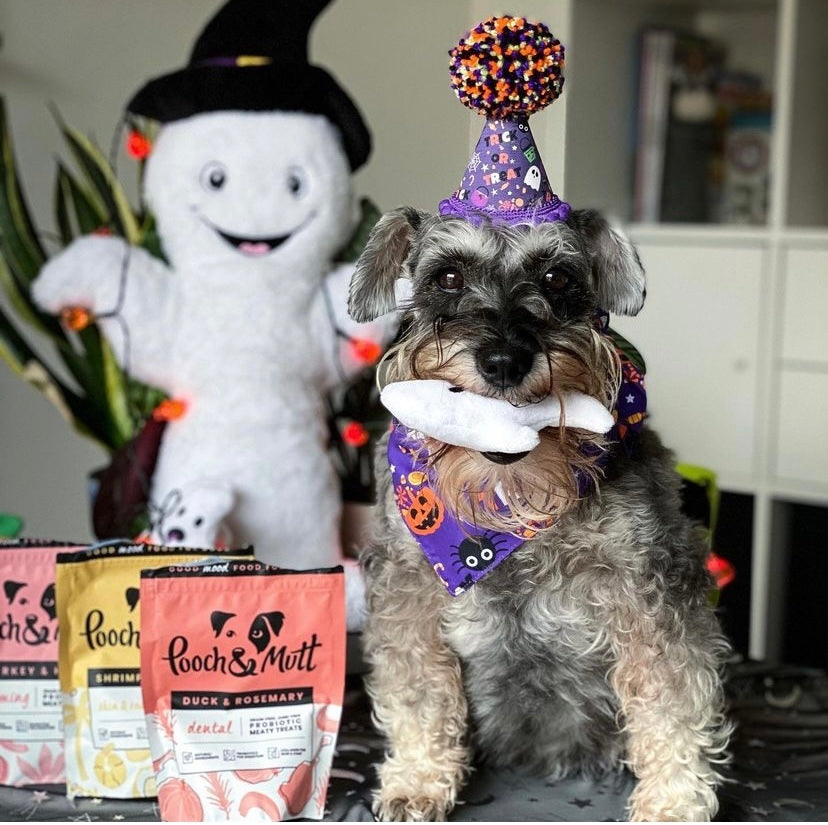 How to keep your dog safe this Halloween-Image 6