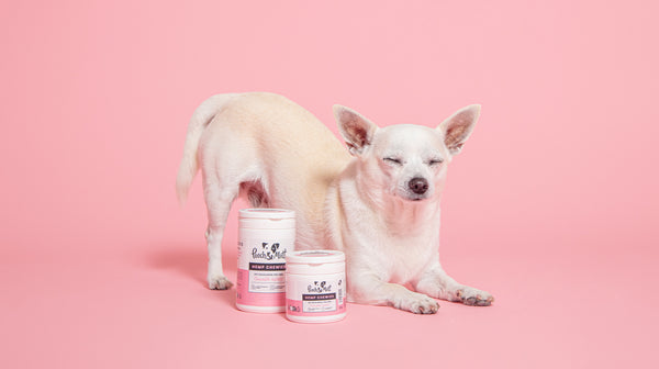 How to calm your dog during fireworks on Bonfire Night-Image 1