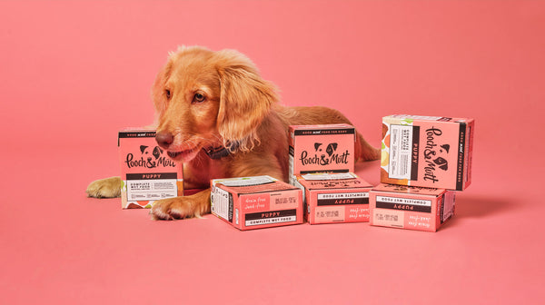 What is the best food for dogs with sensitive stomachs?-Image 4