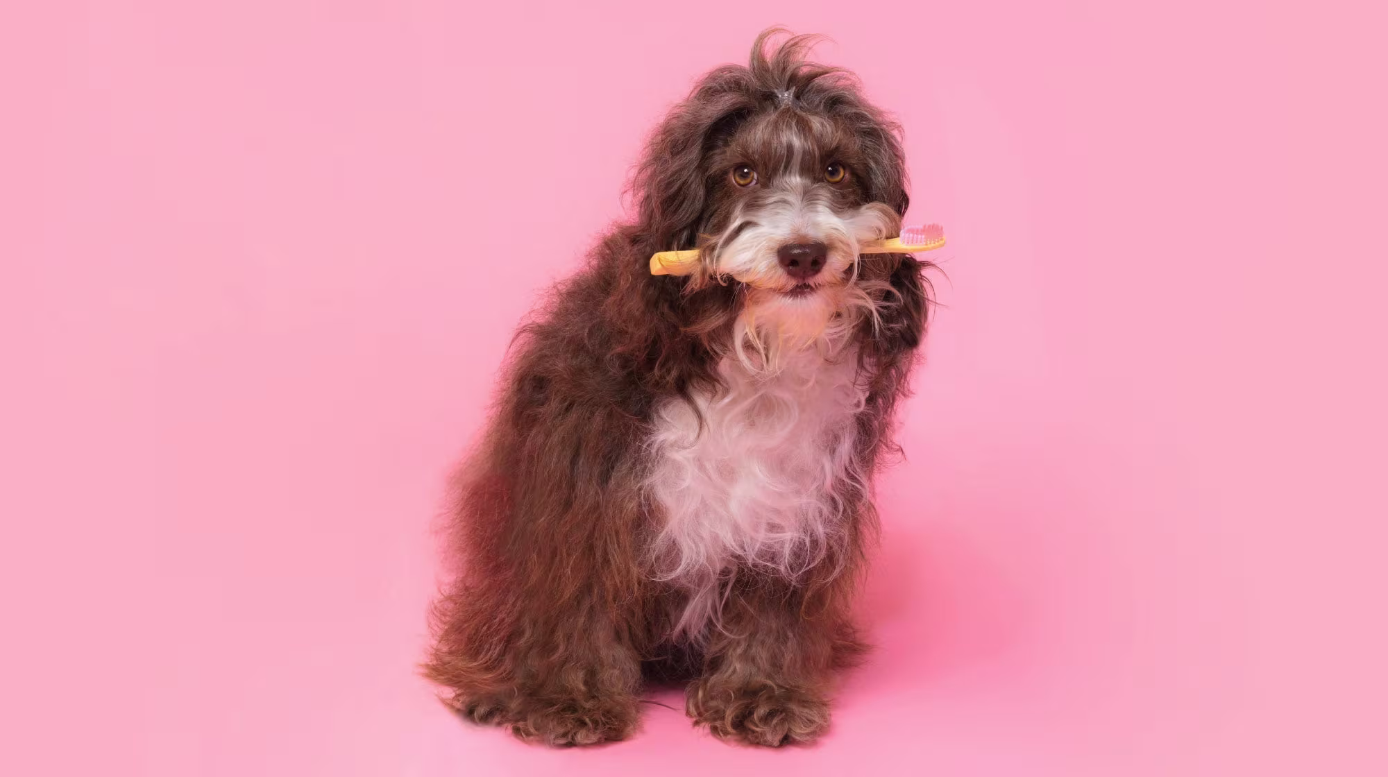 scruffy dog holding a dental stick in their mouth on a pink background
