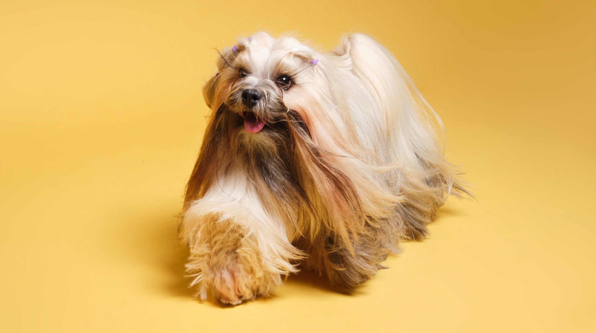 Why do dogs pant?-Image 1