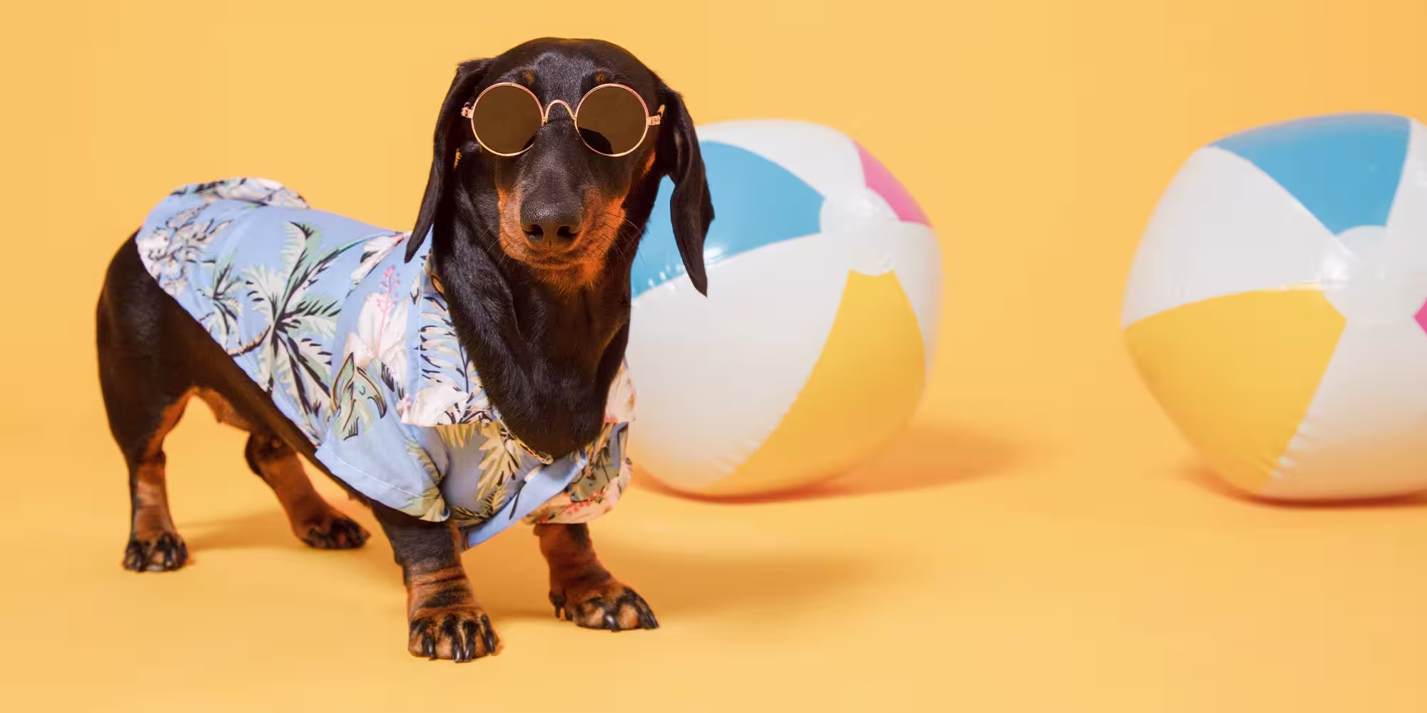 A brown and tan Dachshund dog, in a sun shirt and sunglasses with beach balls, against a pale orange background