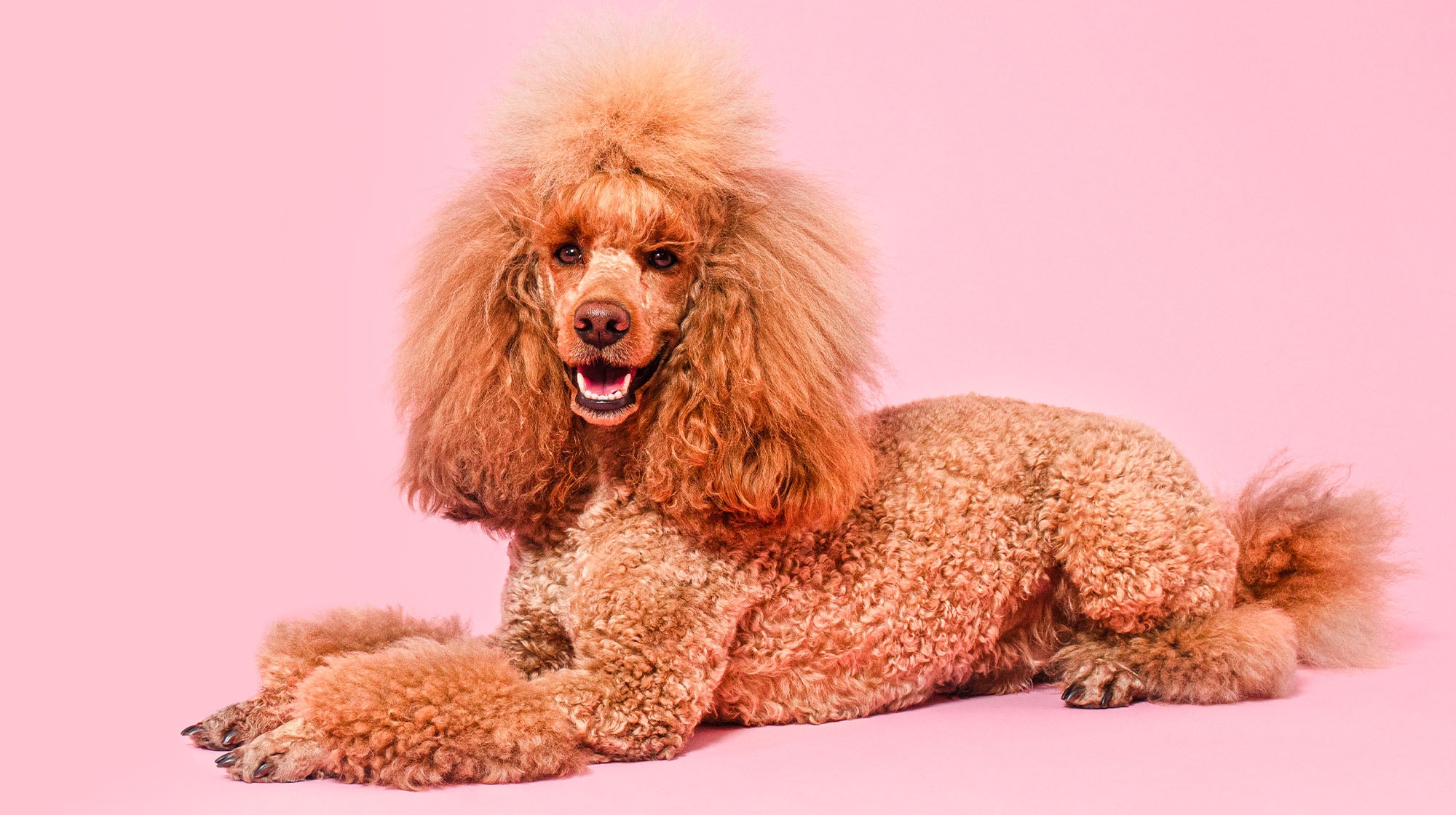 Pancreatitis in dogs: Signs, causes and treatment-Image 1