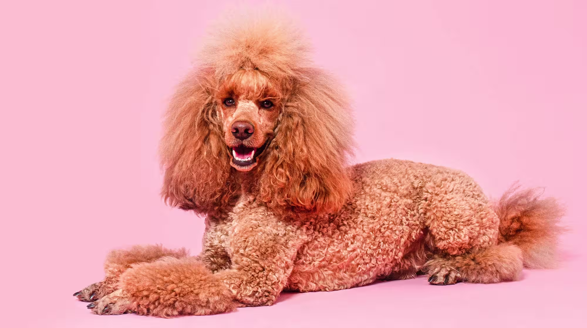 Pancreatitis in dogs: Signs, causes and treatment-Image 1