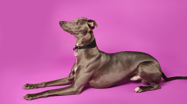 What is Alabama Rot in dogs?-Image 2