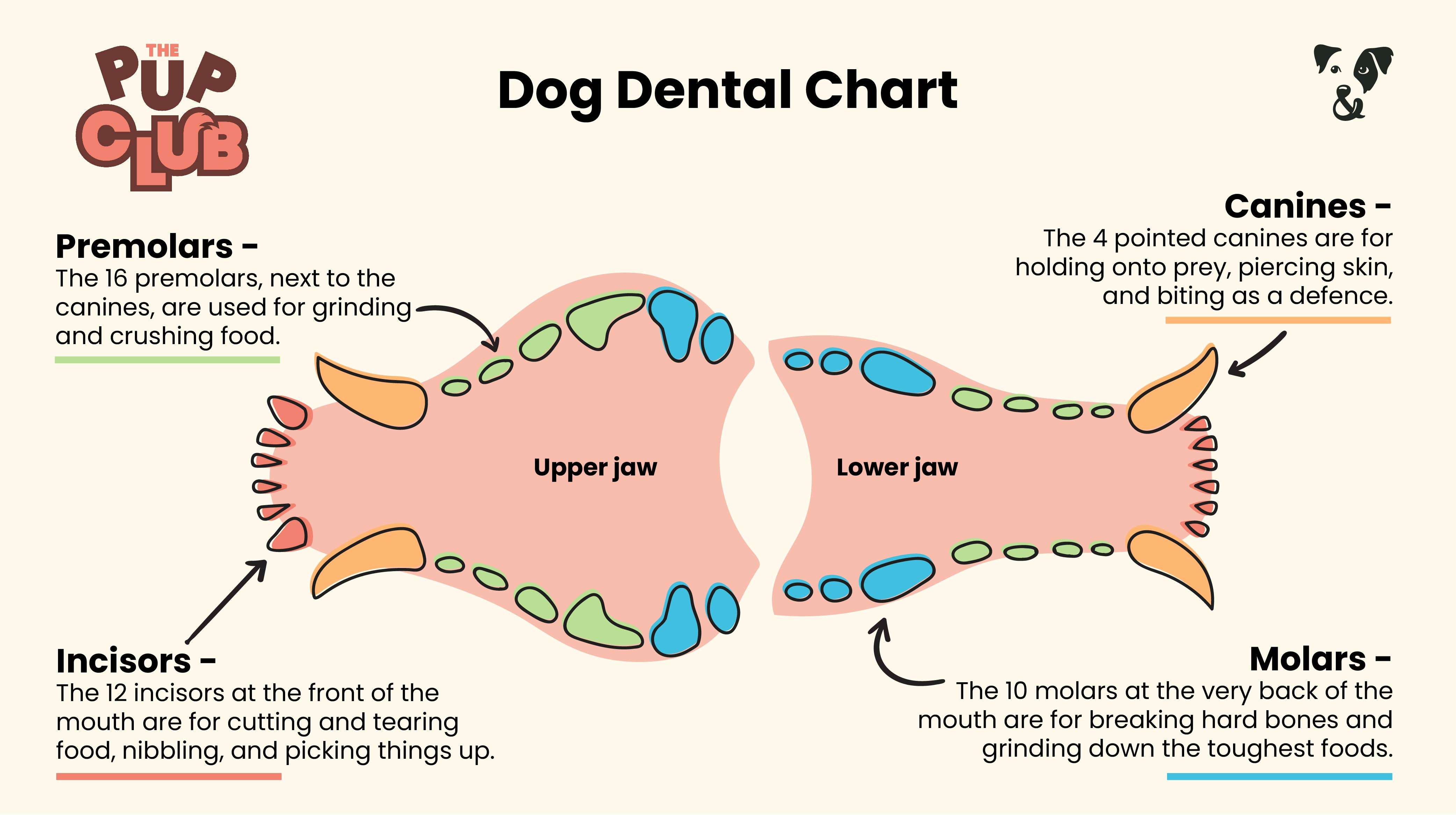Dog Dental Chart: How many teeth do dogs have?-Image 1