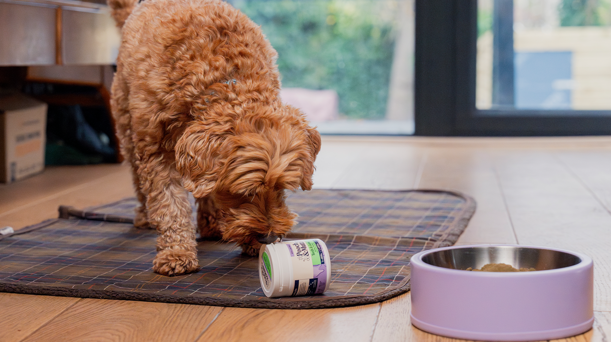 A Cockapoo sniffs a tub of Pooch & Mutt's Dental Powder next to a purple dog food bowl.