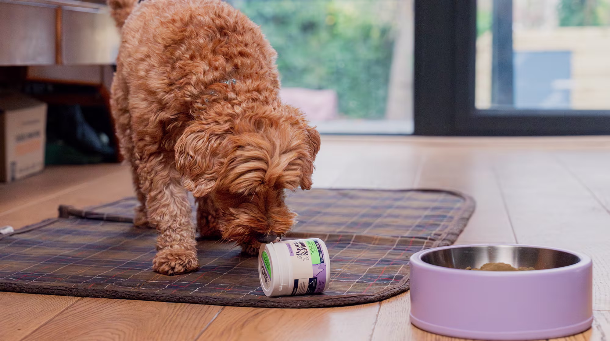 A Cockapoo sniffs a tub of Pooch & Mutt's Dental Powder next to a purple dog food bowl.
