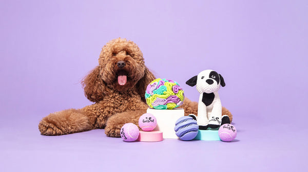 How to calm your dog during fireworks on Bonfire Night-Image 3