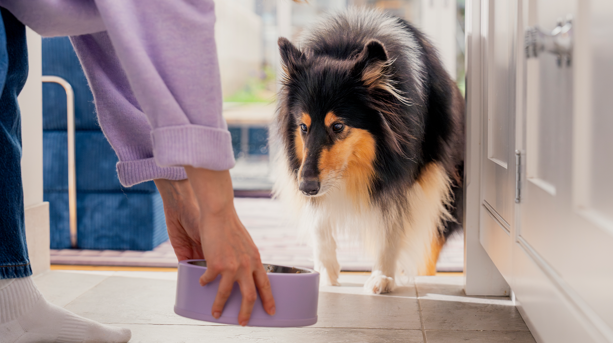 A fluffy dog coming towards a purple dog food bowl, being placed on the floor by their owner.