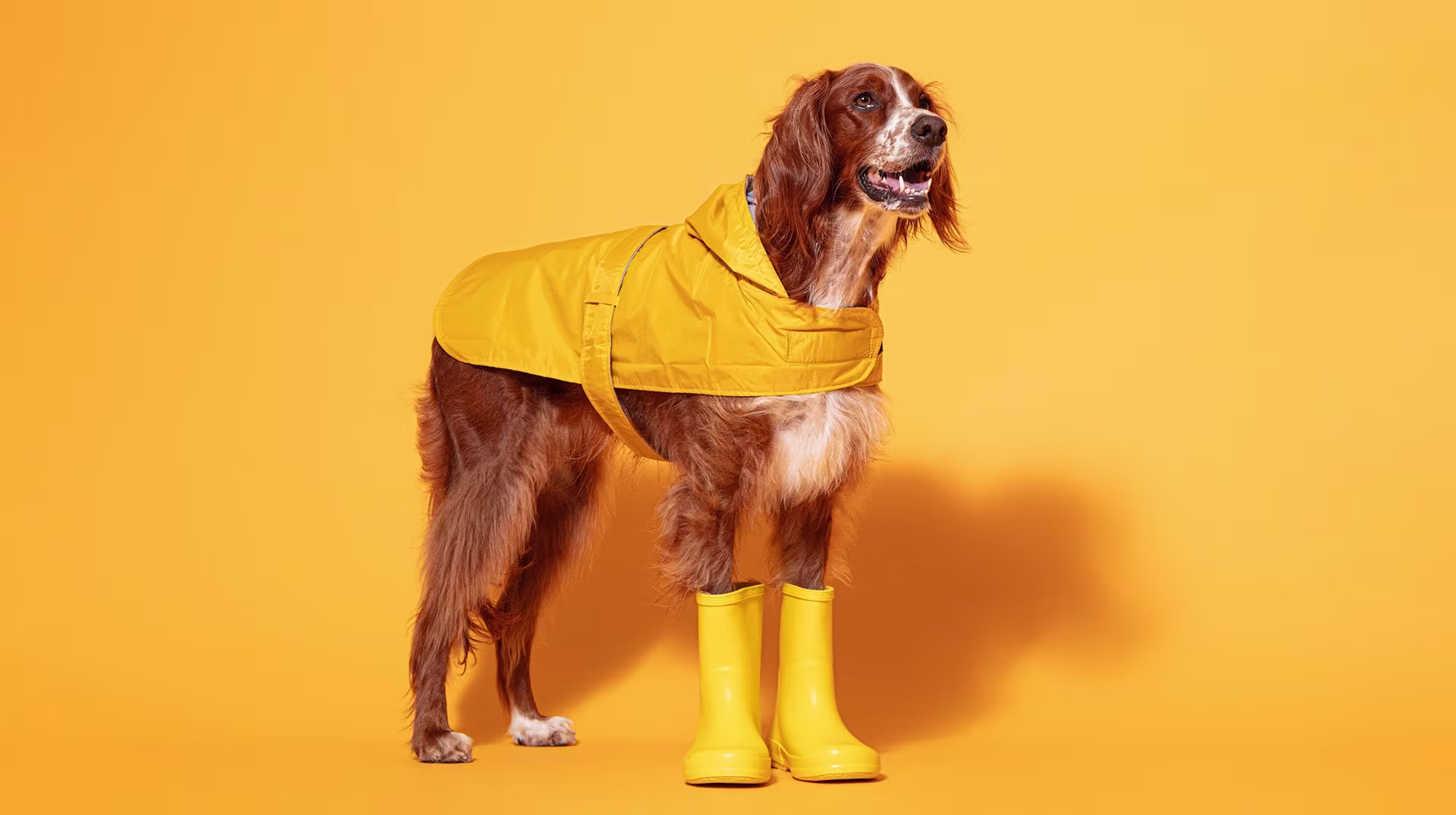 Ticks on dogs: checking, prevention and removal-Image 1