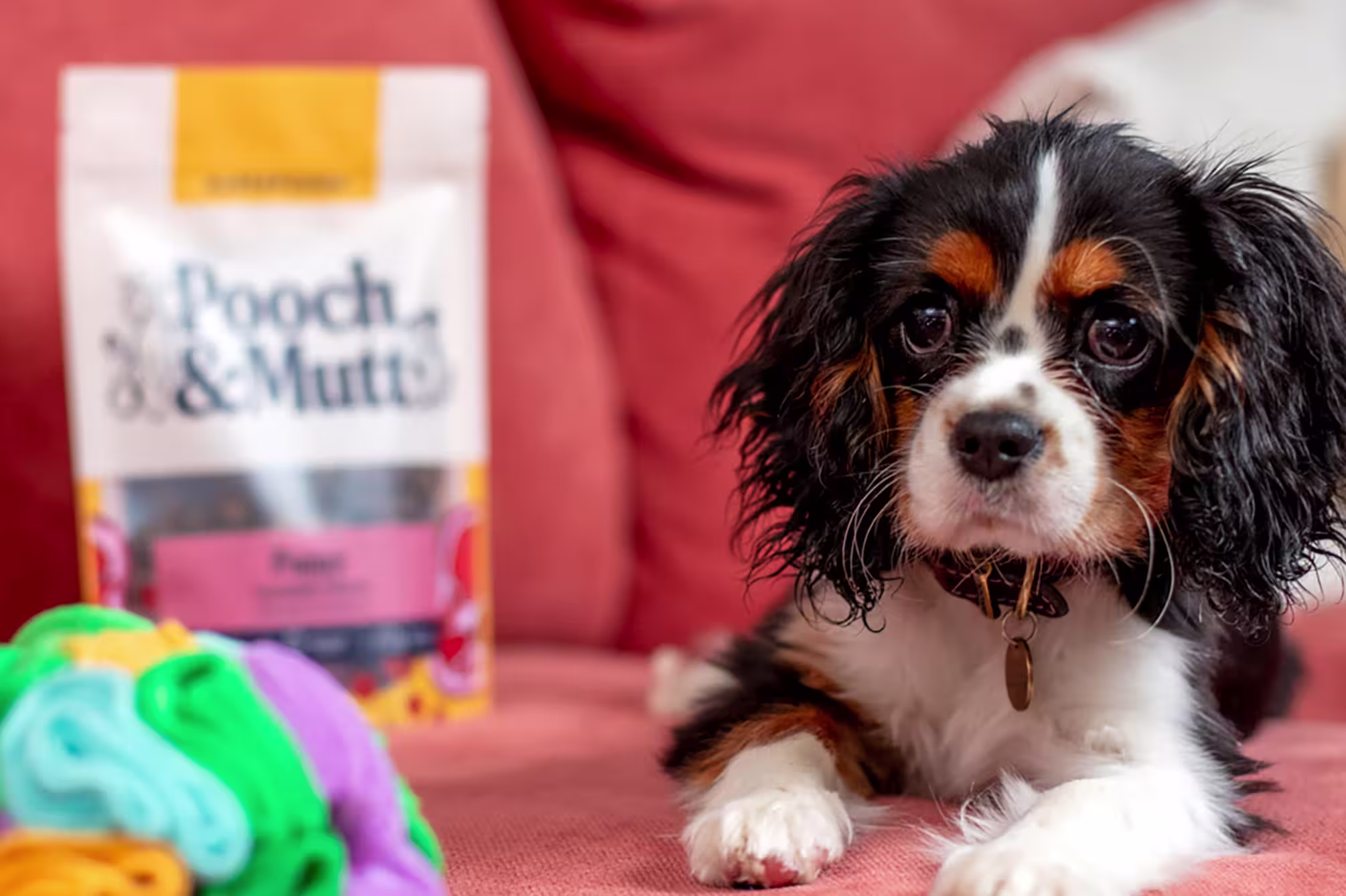 Puppy Collection Banner