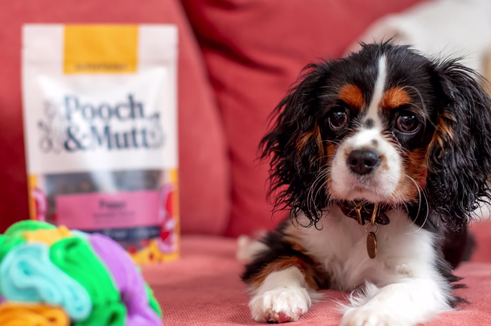 Puppy Collection Banner
