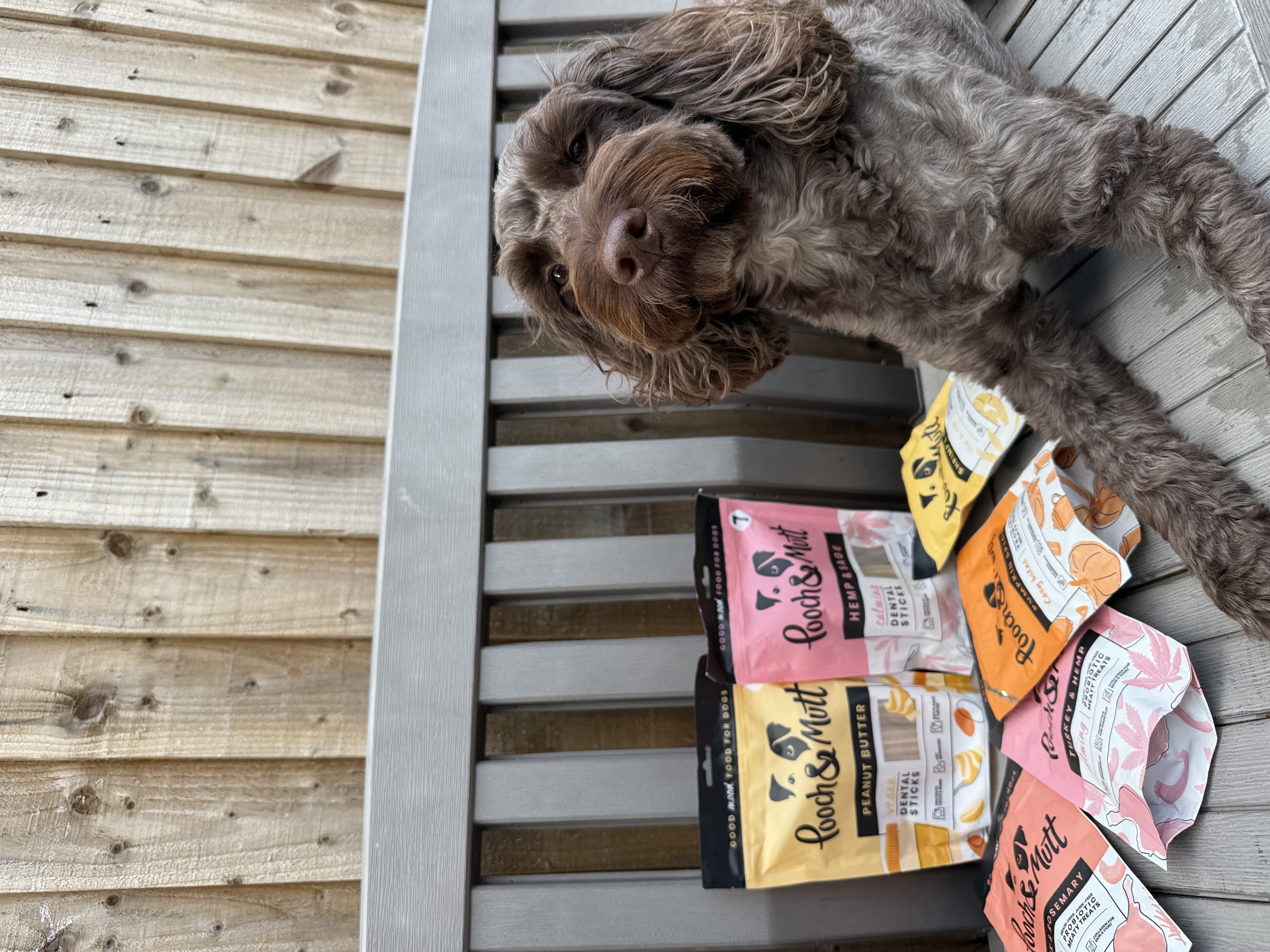 IMG 9170 - Alfie TheCockapoo