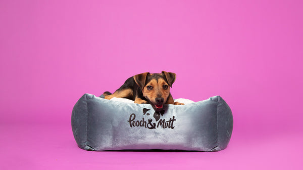 How to keep your dog warm in the winter-Image 1